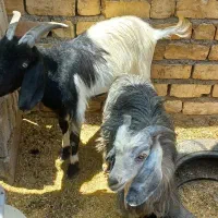 فروش ۲راس کهره نر