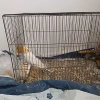 عروس هلندی به اسم طلا