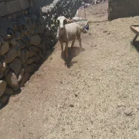 گوشت بره 1360 در رابر گنجان