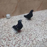 جفت کبوتر سالم باهم 200