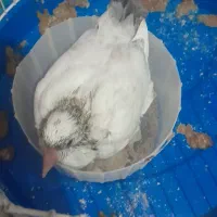 اهوازی دستی