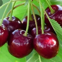 آلبالو تکدانه یا همان گیلاناس