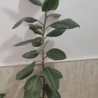 گل فیوکس|گل و گیاه طبیعی|ساوه, |دیوار