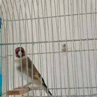 سهره|پرنده|کنگاور, |دیوار