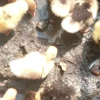 تعدادی اردک اسراییلی