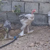 خروسچی ۴ ماهه