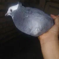 کبوتر