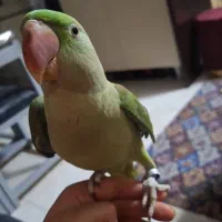 شاه طوطی نر