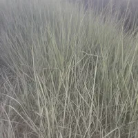 کرتک