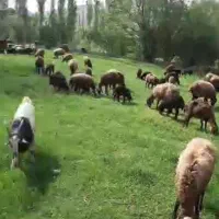 میش و بره جوان