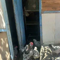 تخم‌نطفه‌دار ‌گلین