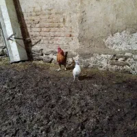 مرغ و خروس مینیاتوری