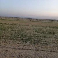 کاه یونجه