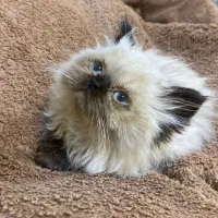 گربه هیمالین برون 3 ماهه ماده چشم آبی
