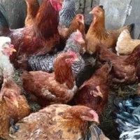 مرغ محلی و گلین لری