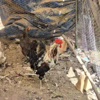 خروس گلین چهل تاج