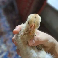 جوجه خروس