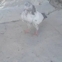 کبوتر کله دم سبزپرشی