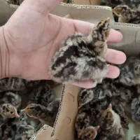 جوجه یک‌روزه بوقلمون برنز