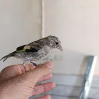 جوجه سهره متولد قفس شاه تخم