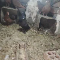 کلاغ دمسفید سینه ای