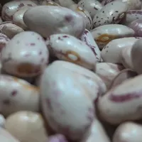 لوبیا خوراک محلی و درجه یک|خوردنی و آشامیدنی|خان ببین, |دیوار