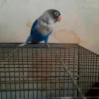 کوتوله ،عروس هلندی،مرغ عشق