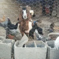 خروس و مرغ