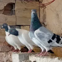 ۵عدد گوباش و دورک