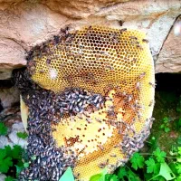 عسل کوهی|خوردنی و آشامیدنی|دهلران, |دیوار