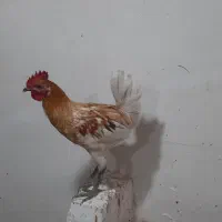 خروس جوان نژاد دار