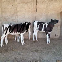 گوساله ماده هولشتاین
