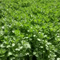 سبزی تازه