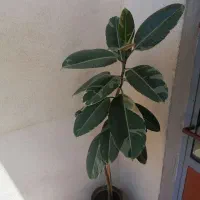 گل فیلکوس ابلغ
