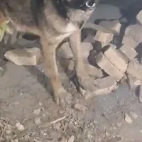 سگ سراب زات قدیم