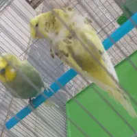 یک جفت مرغ عشق پروانه ای بالغ و زیبا رنگ خاص