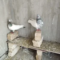 کبوترسبز پاکستانی الماسی