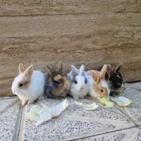 بچه خرگوش