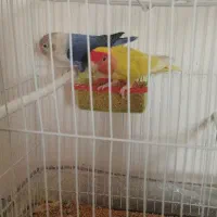 کوتوله برزیلی نرو ماده سخنگو