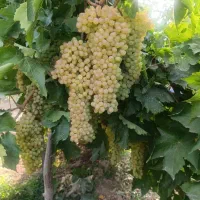 کود تقویتی برای وزن گیری و قند محصول
