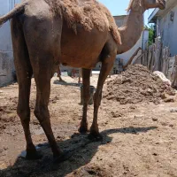 شتر خشک معاوضه با شتر آبستن