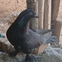 کبوتر