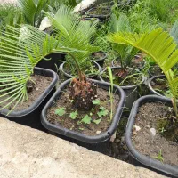 سیکاس|گل و گیاه طبیعی|دالخانی, |دیوار
