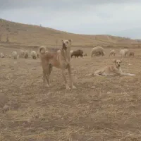 دمرول گله ایی نگهبان فی ۲۰ پسند هر عزیزی شد پیام ب