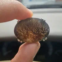 انگشتر شجر پاییزه