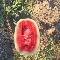 هندوانه سوپر دراگن (گورخری) قلعه تل