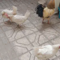حیوانات|حیوانات مزرعه|خوسف, |دیوار