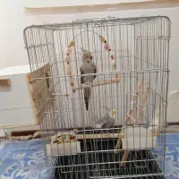 عروس هلندی رو تخم