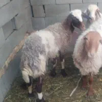بره ماده افشاری
