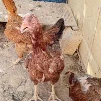 تخم مرغ فروشی